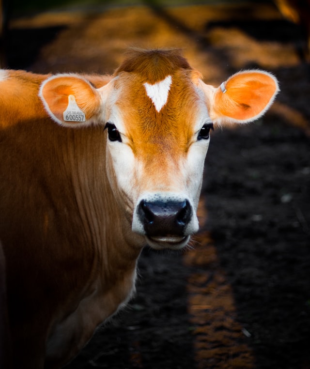 THE Cow Essay in English 10 Lines for Class 1 to 9th & More!